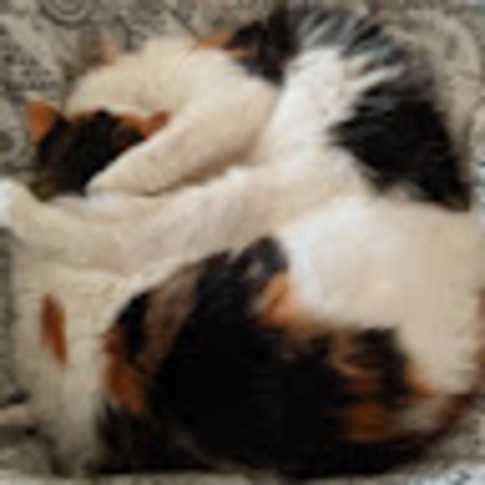 Meet your Posher, Elizabeth